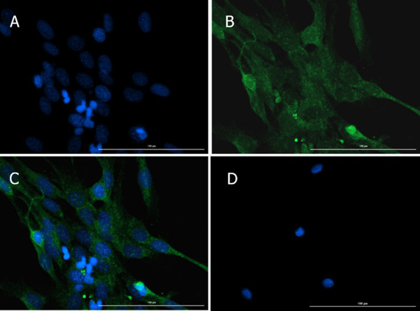 Anti-Caspase 12