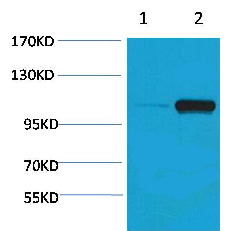 Anti-phospho-PEPC(Ser15)