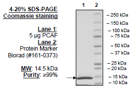 PCAF (720-end), human recombinant protein