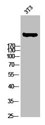 Anti-Phospho-ACACA (S80)