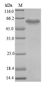 Interferon regulatory factor 3 (Irf3), mouse, recombinant