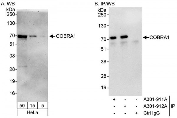 Anti-COBRA1