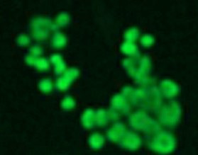 Anti-monomethyl-Histone H3 (Lys79)