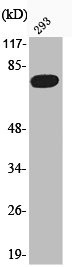 Anti-Phospho-FOXO1 (S319)