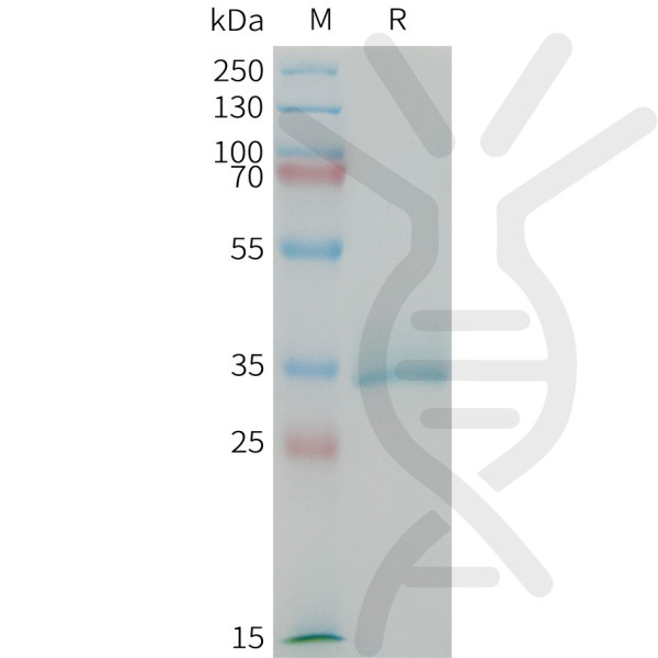 Mouse CGRP Protein, hFc Tag