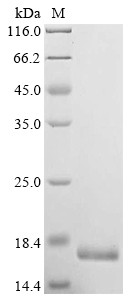 Insulin-like growth factor II (IGF2), bovine, recombinant