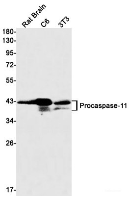 Anti-Recombinant Caspase 11, clone R09-7H9