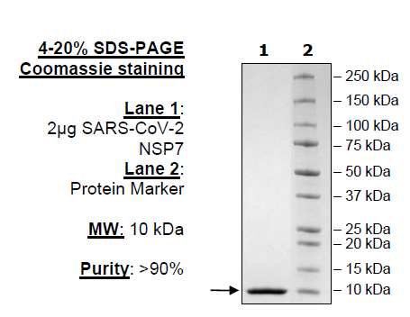NSP7, His-tag (SARS-CoV-2)