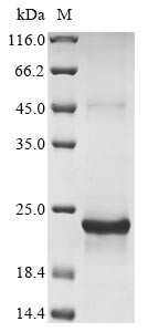 Variant SIRP alpha (SIRPA), human, recombinant