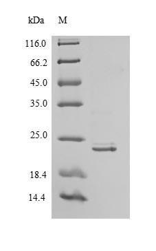 Interferon alpha-21 (IFNA21), human, recombinant