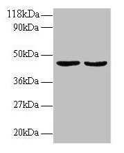 Anti-TNFSF14