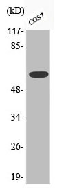 Anti-Phospho-CHEK2 (S516)