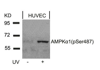 Anti-Phospho-PRKAA1/PRKAA2 (Ser487)