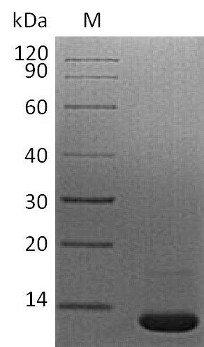 Transforming growth factor beta-1 proprotein (Tgfb1), partial (Active), mouse, recombinant