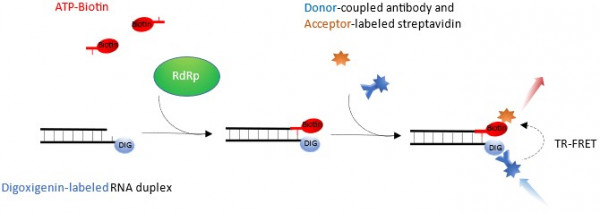 RdRp (SARS-CoV-2) TR-FRET Assay Kit