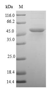 Dual specificity protein phosphatase 22 (DUSP22), human, recombinant