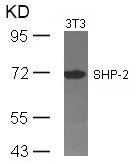 Anti-PTPN11 (Ab-542)