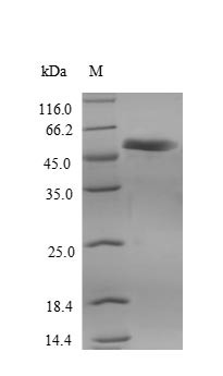 Receptor-interacting serine/threonine-protein kinase 3 (RIPK3), human, recombinant