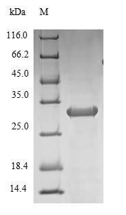 Interleukin-10 (IL10), Macaca mulatta, recombinant