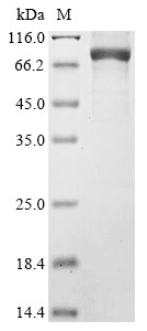 1-Phosphatidylinositol 4,5-bisphosphate phosphodiesterase delta-1 (Plcd1), mouse, recombinant