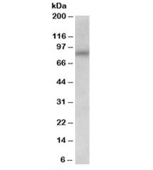 Anti-AVPR1A