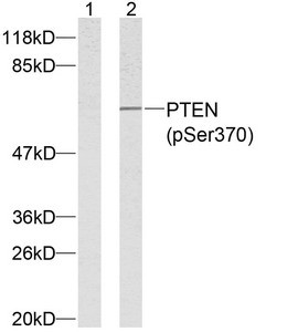 Anti-Phospho-PTEN (Ser370)