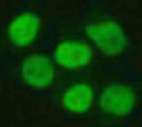 Anti-trimethyl-Histone H3 (Lys4)