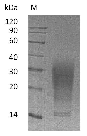 Interleukin-13 (Il13), partial (Active), mouse, recombinant