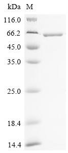 Thioredoxin reductase 1, mitochondrial (Trxr1), partial, Drosophila melanogaster, recombinant