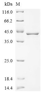 L-lactate dehydrogenase A chain(LDHA), human, recombinant