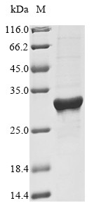 High mobility group protein B1 (Hmgb1), rat, recombinant