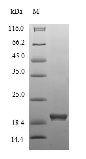 3-Hydroxy-3-methylglutaryl-coenzyme A reductase (Hmgcr), partial, mouse, recombinant