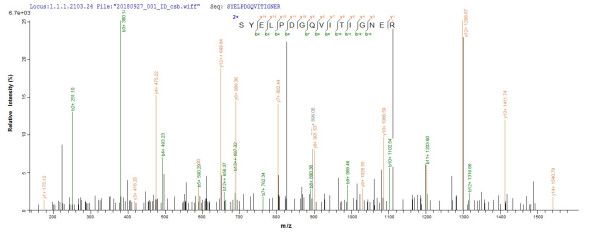 Actin, cytoplasmic 1 (ACTB), human, recombinant