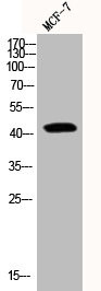 Anti-Phospho-YAP1 (S127)