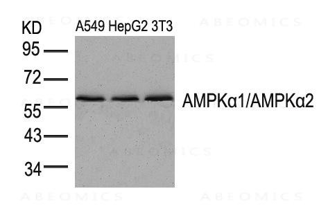 Anti-AMPK Alpha1/AMPK Alpha2 (Ab-174/172)