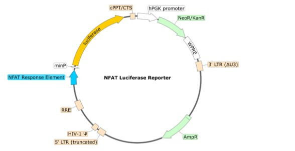 NFAT Luciferase Reporter Lentivirus (G418) 79579-G