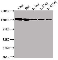 Anti-lacZ Monoclonal, clone 3B7D5