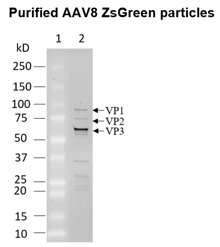 AAV8 ZsGreen