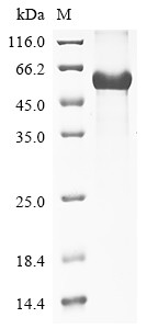 Lactadherin (Mfge8), rat, recombinant