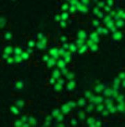 Anti-trimethyl-Histone H3 (Lys79)