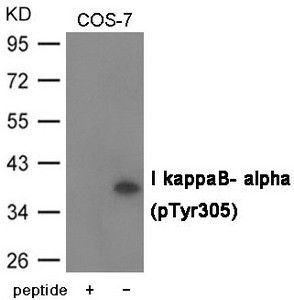 Anti-Phospho-NFKBIA (Tyr305)