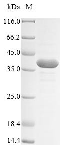 Achaete-scute homolog 2 (Ascl2), mouse, recombinant