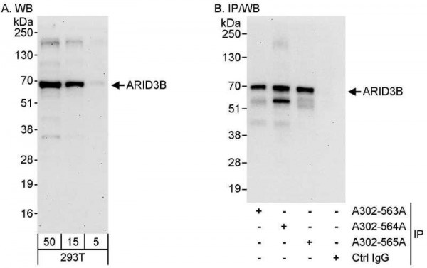 Anti-ARID3B