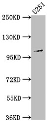 Anti-MME Recombinant Monoclonal, clone 7F6