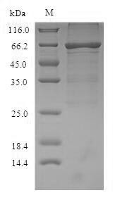 Albumin (Alb), mouse, recombinant