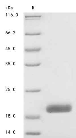 Macrophage colony-stimulating factor 1 (CSF1), partial, human, recombinant