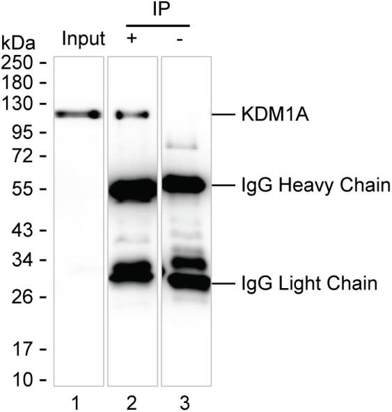 Anti-KDM1A