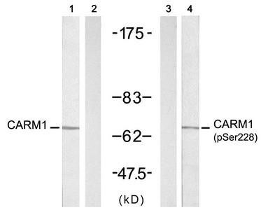 Anti-phospho-CARM1 (Ser228)