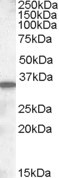 Anti-Slc10a2, C-terminal