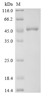 Guanine nucleotide-binding protein G (q) subunit alpha (GNAQ), human, recombinant
